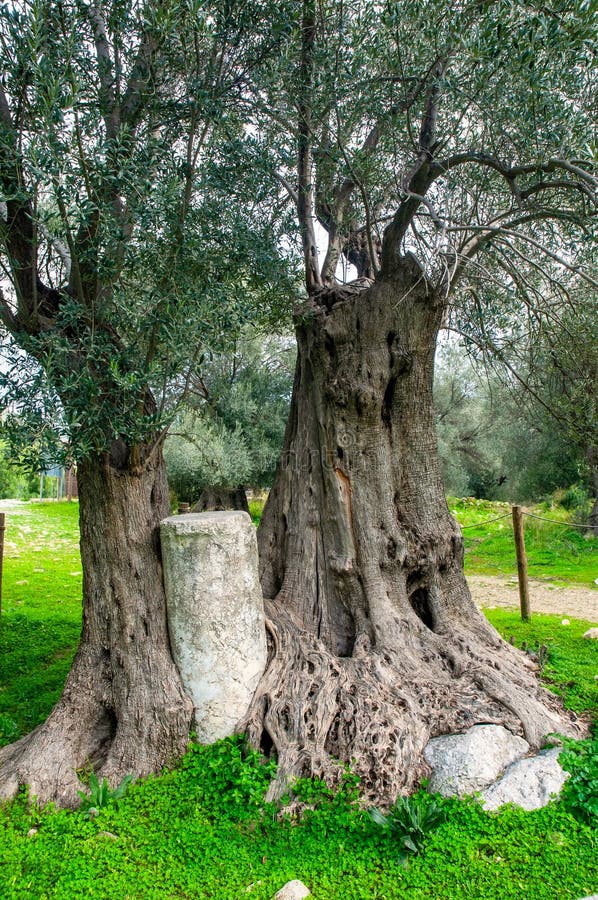 ANCIENT OLIVE TREE — A symbol of continuity