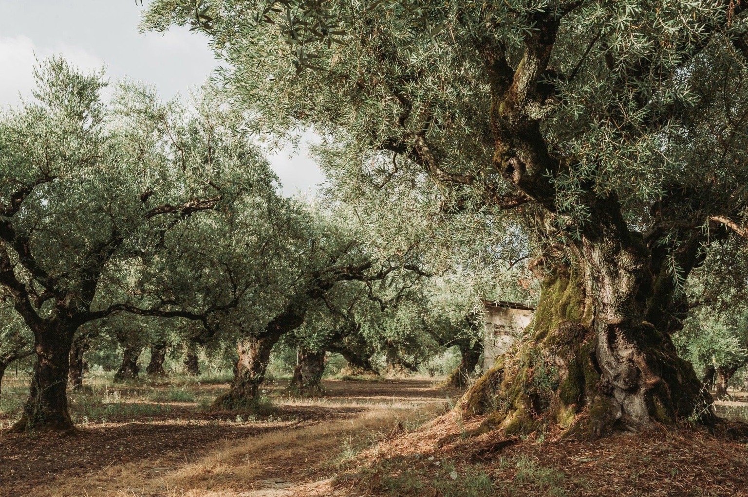 Old olive grove
